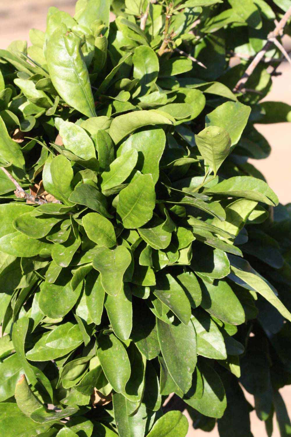            Habit (Riverside, CA)   